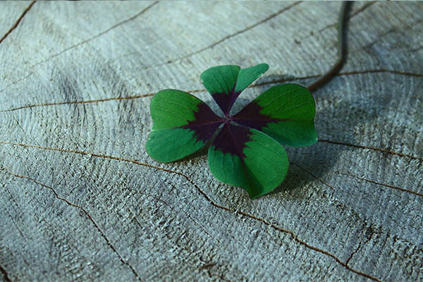 4clover Program